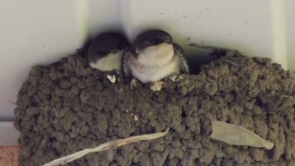 Slikken kuikens in het nest. Swallow voeding van kuikens. — Stockvideo