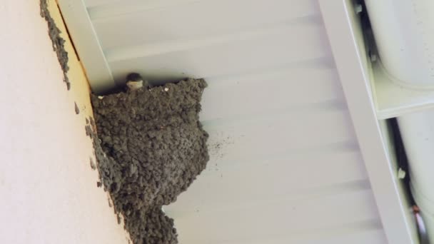 Slikken kuikens in het nest. Swallow voeding van kuikens. — Stockvideo