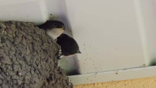 Swallow chicks in the nest. Swallow feeding chicks. — Stock Video