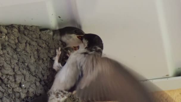 Slikken kuikens in het nest. Swallow voeding van kuikens. — Stockvideo