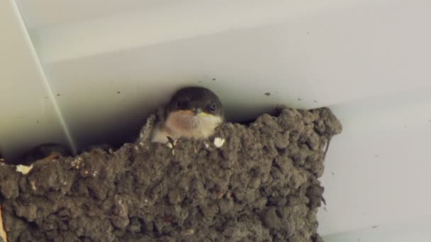 Stock video Swallow chicks in the nest. Swallow feeding chicks.