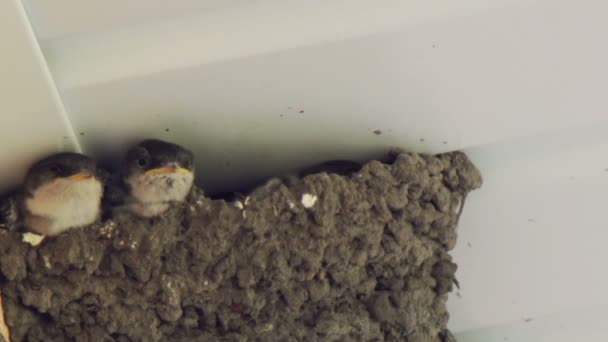 Swallow chicks in the nest. Swallow feeding chicks. — Stock Video