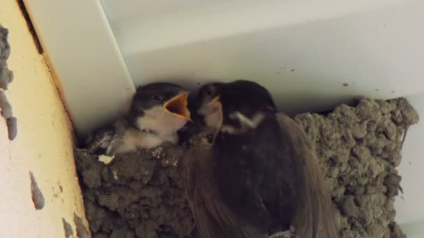 Küken im Nest verschlucken. Küken verschlucken. — Stockvideo