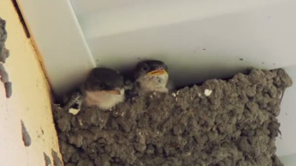 Polykat mláďata v hnízdě. Vlaštovka krmení mláďat. — Stock video