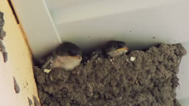 Swallow chicks in the nest. Swallow feeding chicks. — Stock Video
