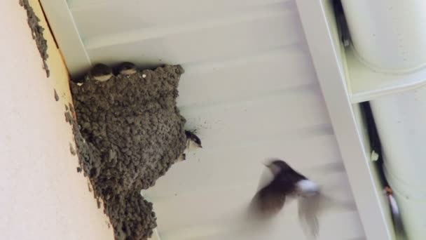 Ковтати пташенят у гнізді. Ластівка годування пташенята . — стокове відео