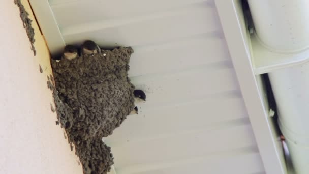 巣の中の雛を飲み込みます。ツバメの雛を供給. — ストック動画
