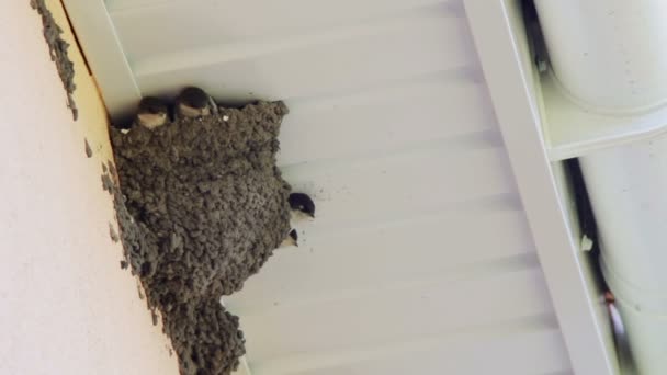 Slikken kuikens in het nest. Swallow voeding van kuikens. — Stockvideo