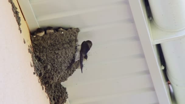 Swallow chicks in the nest. Swallow feeding chicks. — Stock Video