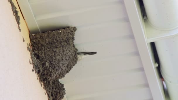 Swallow scat-uitwerpselen van het nest. — Stockvideo