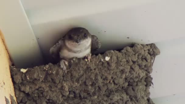 Küken im Nest verschlucken. Küken verschlucken. — Stockvideo