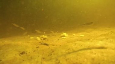 Bir sürü balık suyun altında yemek ekmek yem nehir üzerinde.