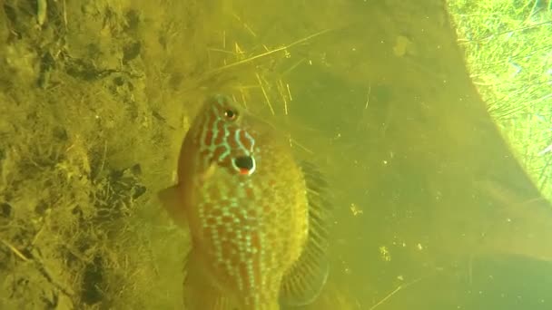 Perch under water in the river. — Stock Video