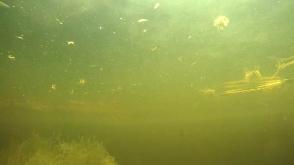 Perca bajo el agua en el río . — Vídeos de Stock