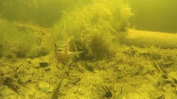 Perch under water in the river. — Stock Video