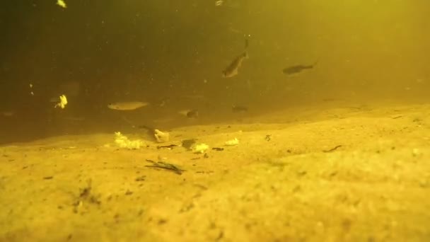Een heleboel vis onder water eten brood aas op bodem van de rivier. — Stockvideo