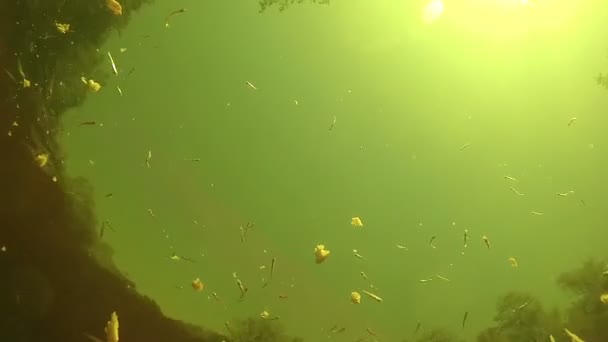 Wiele ryb pod wodą jeść chleb przynętę na dno rzeki. — Wideo stockowe