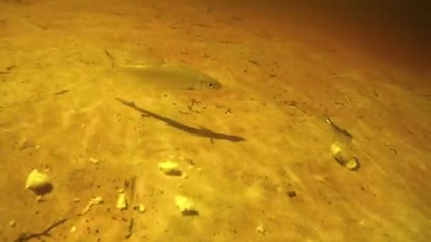 Viele Fische unter Wasser fressen Brotköder auf dem Grund des Flusses. — Stockvideo