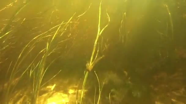 Algen onder water op de bodem van de rivier. — Stockvideo