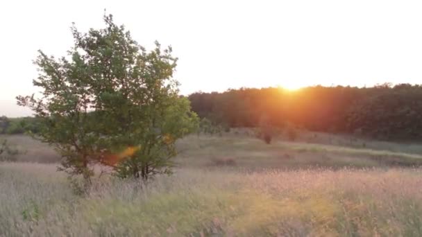 Západ slunce nad stromy. — Stock video