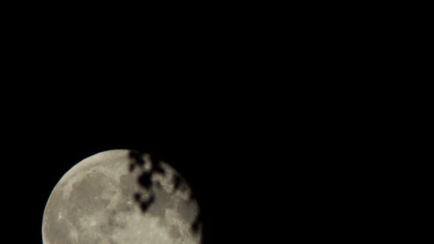 Lua cheia no céu noturno sobre as árvores . — Vídeo de Stock