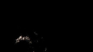 Ağaçlar ve bulutlar üzerinde gece gökyüzünde dolunay.