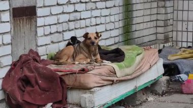 Beyaz tuğla duvarın yanındaki döşekte duran sarı kulaklı orta pişmiş kahverengi köpek. Eski battaniyeler yakına yığılmış ve bu kentsel çevrede bir güvercin kaldırımda duruyor..