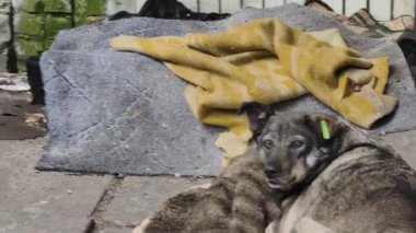 Battaniyede yeşil etiketli gri bir köpekten, sokak aralığında beyaz tuğlalı bir duvarın yanındaki kirli bir yatağın üzerinde duran sarı etiketli kahverengi bir sokak köpeğine Pan ateş etti. Bir güvercin kaldırımda yürüyor.