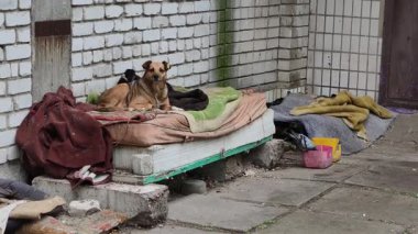 Şehir manzaralı, sarı kulaklıklı sokak köpeği kirli çamaşırların üzerinde duruyor. Siyah köpek yavrusu beyaz tuğla duvara ve beton kaldırıma dayanıyor. Açık şehir ortamında..