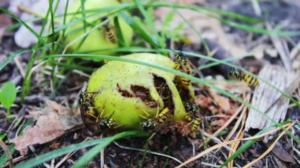 Schwarmwespen fressen faule Birnen oder Äpfel auf dem Boden. — Stockvideo