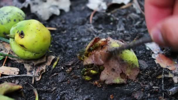 Wildlife svärm getingar äter ruttet päron eller äpple på marken. — Stockvideo