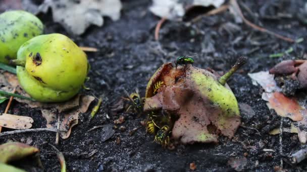 Wildlife swarm wasps eat rotten pear or apple on the ground. — Stock Video