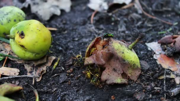 Avispas enjambre de vida silvestre comen pera podrida o manzana en el suelo . — Vídeos de Stock