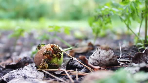 Σφήκες σμήνος άγρια ζώα τρώνε σάπιο αχλάδι ή μήλο στο έδαφος. — Αρχείο Βίντεο