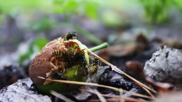 Le vespe brulicanti della fauna selvatica mangiano pere marce o mele per terra . — Video Stock