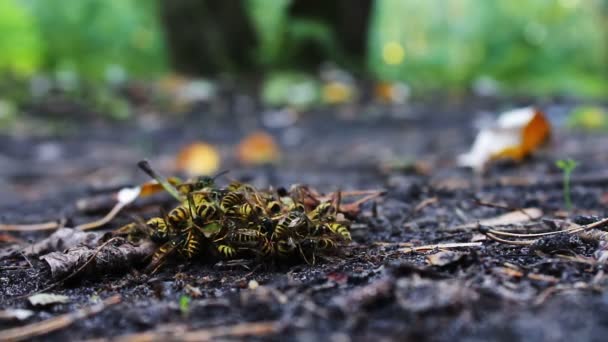 Wildlife svärm getingar äter ruttet päron eller äpple på marken. — Stockvideo