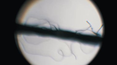 Mikroskobik bir iplik yapısı, gevşek, kıvrımlı sentetik lifler ve odak kayması. Gökkuşağı ışık kırılması tekstil analizi ya da malzeme bilimi kalite kontrolü için karanlık bir arka plandadır.