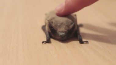 Yarasa yerde yatıyor, parmağını okşadan bir adam..
