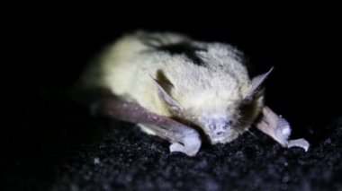 Yarasa gecesi yerde yatıyor.