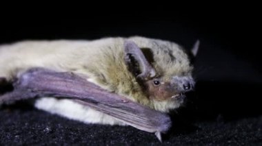 Yarasa gecesi yerde yatıyor.