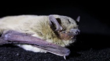 Yarasa gecesi yerde yatıyor.