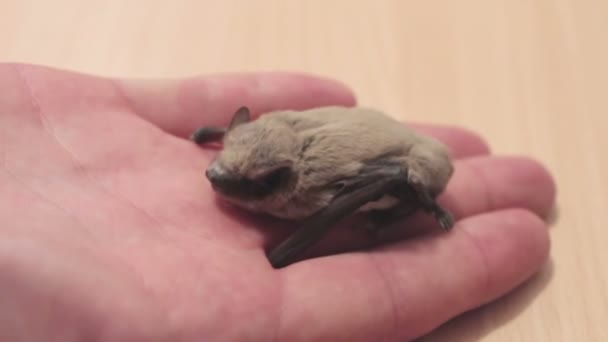 Man houdt een vleermuis in zijn hand op de Palm. — Stockvideo