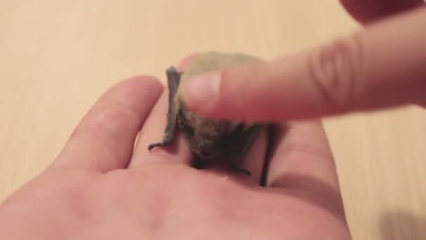 O homem está segurando um morcego na mão na palma da mão . — Vídeo de Stock