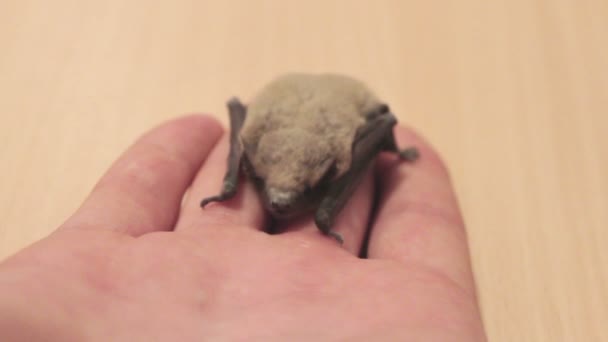 Man is holding a bat in his hand on the palm. — Stock Video