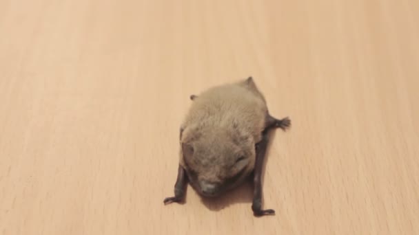 Il pipistrello giace a terra . — Video Stock