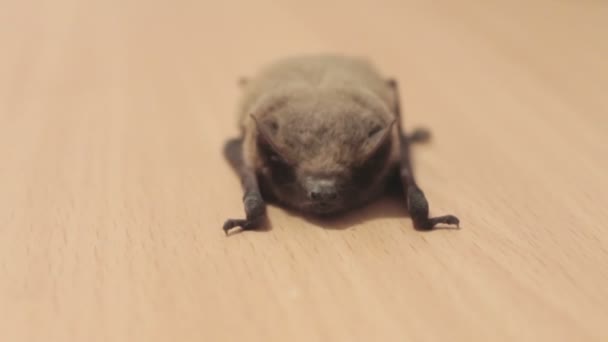 De vleermuis ligt op de grond. — Stockvideo