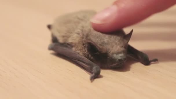 De vleermuis ligt op de grond, een man strelen haar vinger. — Stockvideo