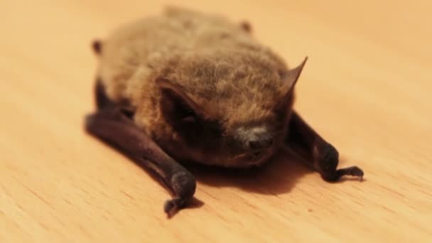 La chauve-souris repose sur le sol . — Video