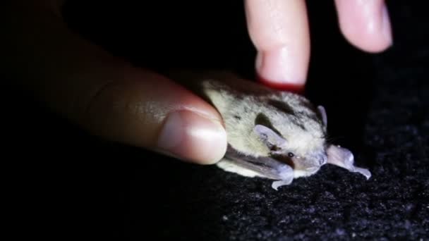 Bat night lying on the ground and a man stroking her finger. — Stock Video