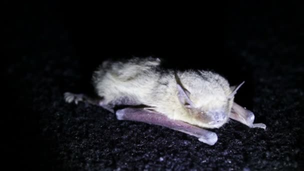 Bat Night liggande på marken. — Stockvideo